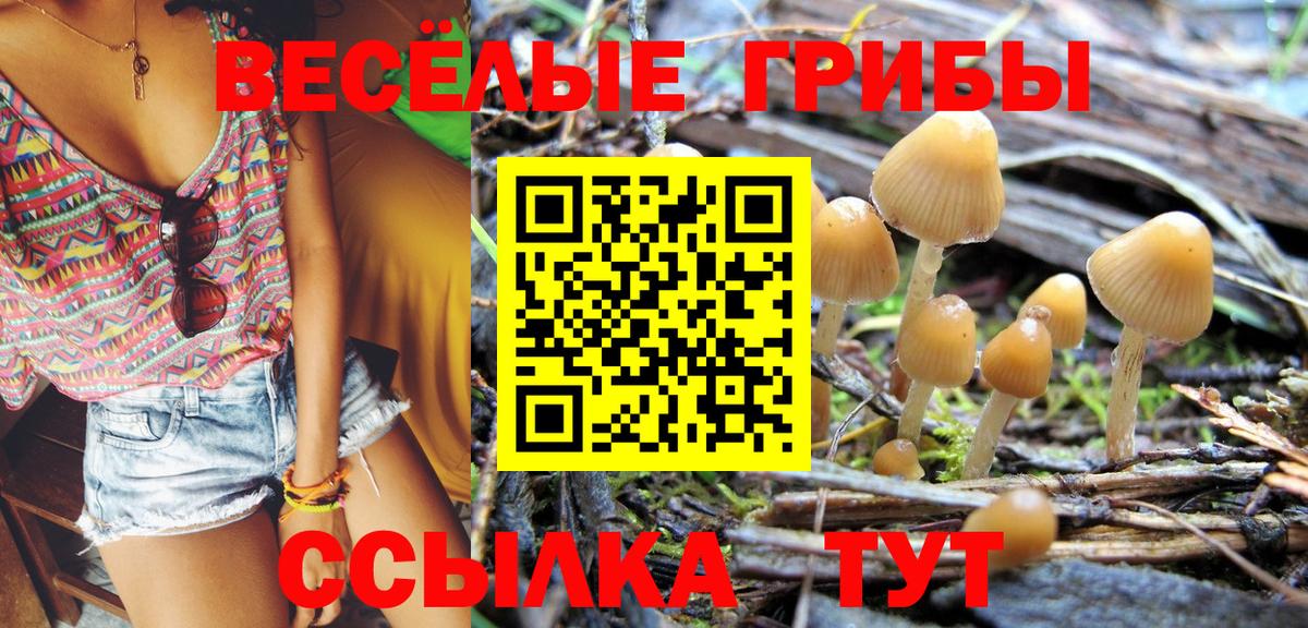 Псилоцибиновые грибы мицелий Калининград